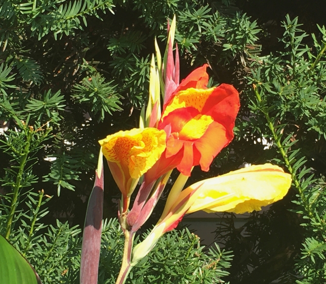 tall canna lily front garden